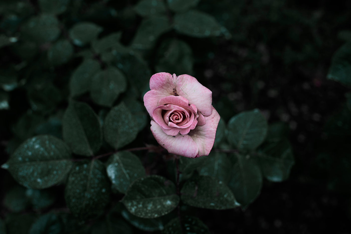 backdrop image of flower with a vintage filter