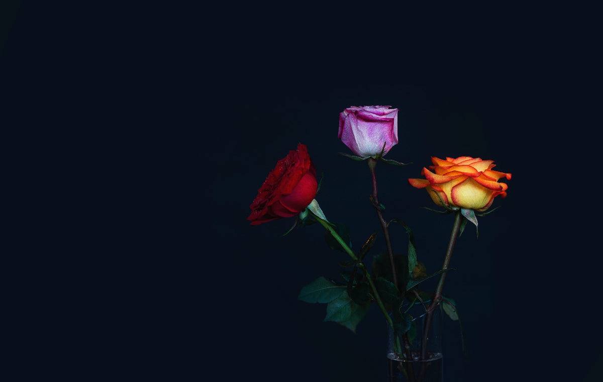 backdrop image of vibrant roses