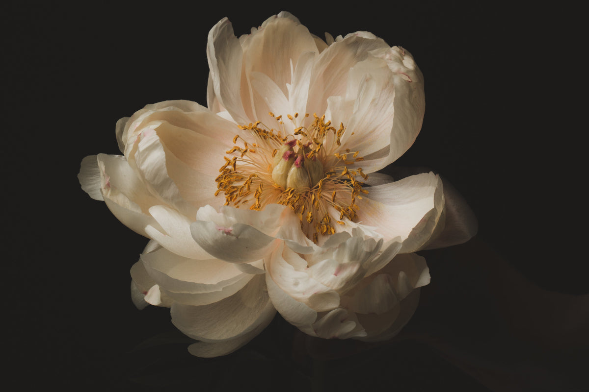 backdrop image of a peony blossom with a vintage filter